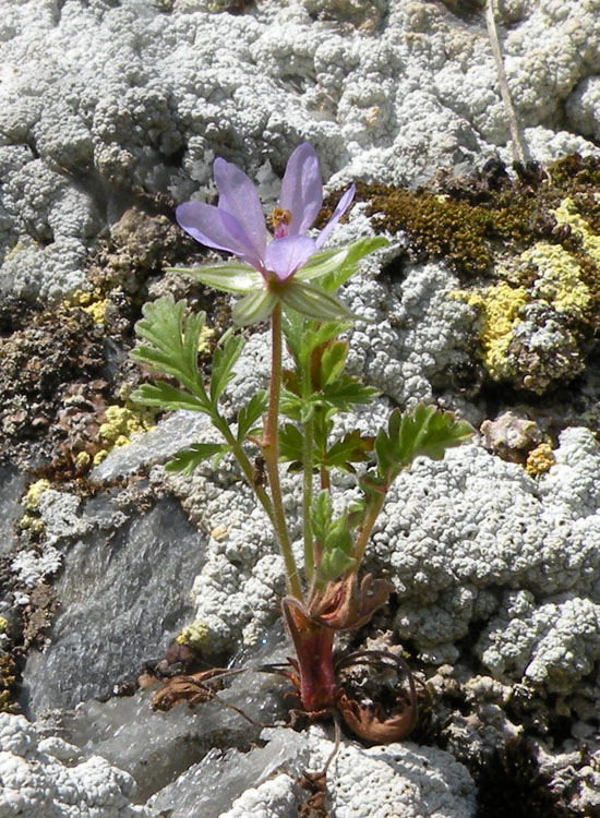 Erodium ciconium